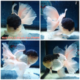 (NOK-343A) Thai Jumbo Panda Orchid Tail Oranda 4.50 inch Body Male 8 Months Age |PREORDER