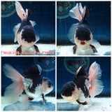 (NOK-344A) Thai Jumbo Panda Orchid Tail Oranda 4.50 inch Body Male 7 Months Age |PREORDER