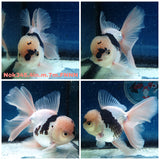 (NOK-345A) Thai Panda Orchid Tail Oranda 4.00 inch Body Male 7 Months Age |PREORDER