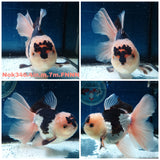 (NOK-346A) Thai Panda Orchid Tail Oranda 4.00 inch Body Male 7 Months Age |PREORDER