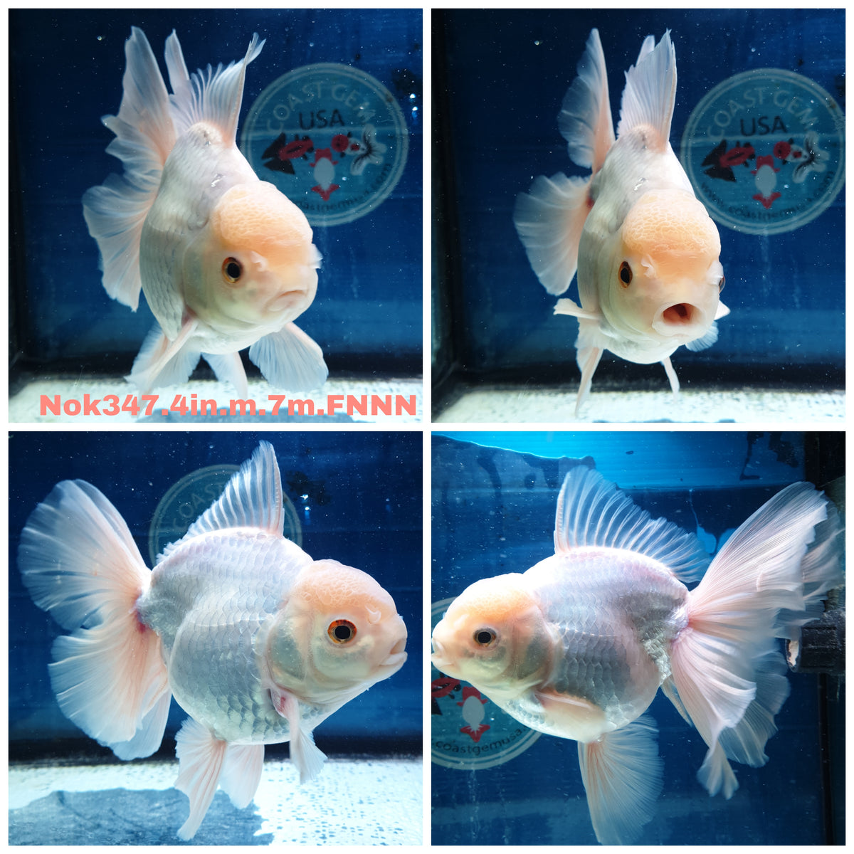 (NOK-347A) Thai White Orchid Tail Oranda 4.00 inch Body Male 7 Months Age |PREORDER
