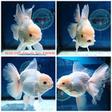 (NOK-347A) Thai White Orchid Tail Oranda 4.00 inch Body Male 7 Months Age |PREORDER