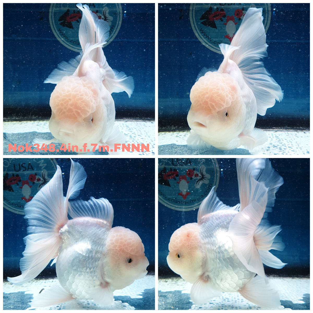 (NOK-348A) Thai White Orchid Tail Oranda 4.00 inch Body Female 7 Months Age |PREORDER