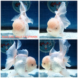 (NOK-348A) Thai White Orchid Tail Oranda 4.00 inch Body Female 7 Months Age |PREORDER