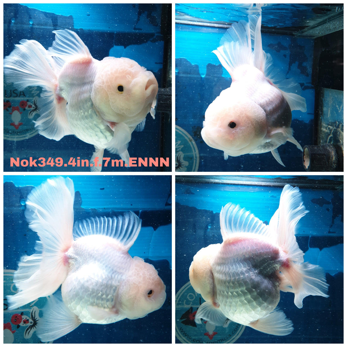 (NOK-349A) Thai White Orchid Tail Oranda 4.00 inch Body Female 7 Months Age |PREORDER