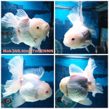 (NOK-349A) Thai White Orchid Tail Oranda 4.00 inch Body Female 7 Months Age |PREORDER
