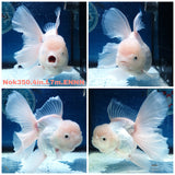 (NOK-350A) Thai White Orchid Tail Oranda 4.00 inch Body Female 7 Months Age |PREORDER
