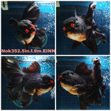 (NOK-352A) Thai Jumbo Apache Orchid Tail Oranda 5.00 inch Body Female 9 Months Age |PREORDER