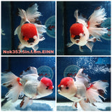 (NOK-353A) Thai Jumbo Tri Color Orchid Tail Oranda 5.00 inch Body Female 9 Months Age |PREORDER