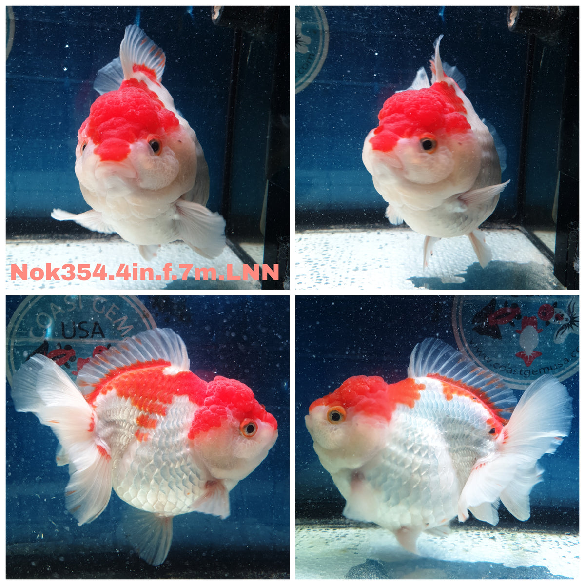 (NOK-354A) Thai Red/White Yuanbao Oranda 4.00 inch Body Female 7 Months Age |PREORDER