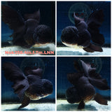 (NOK-356A) Thai Black Orchid Tail Oranda 4.00 inch Body Female 7 Months Age |PREORDER