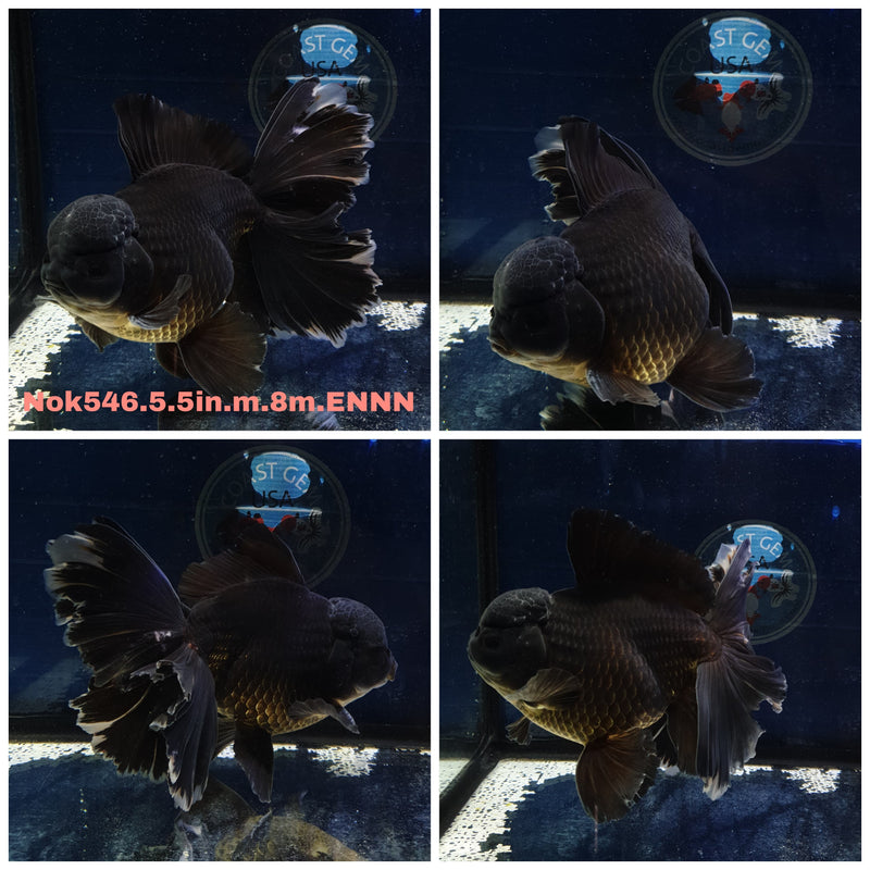 H(NOK-546) Thai Jumbo Black Orchid Tail Oranda 5.50 inch Body Male 8 Months Age