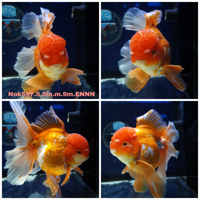 H(NOK-547) Thai Jumbo Red/White Orchid Tail Oranda 5.50 inch Body Male 9 Months Age