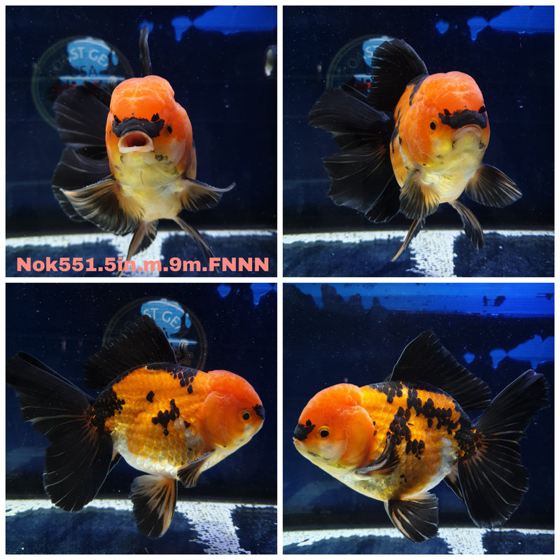 (NOK-551) Thai Jumbo Apache Orchid Tail Oranda 5.00 inch Body Male 9 Months Age