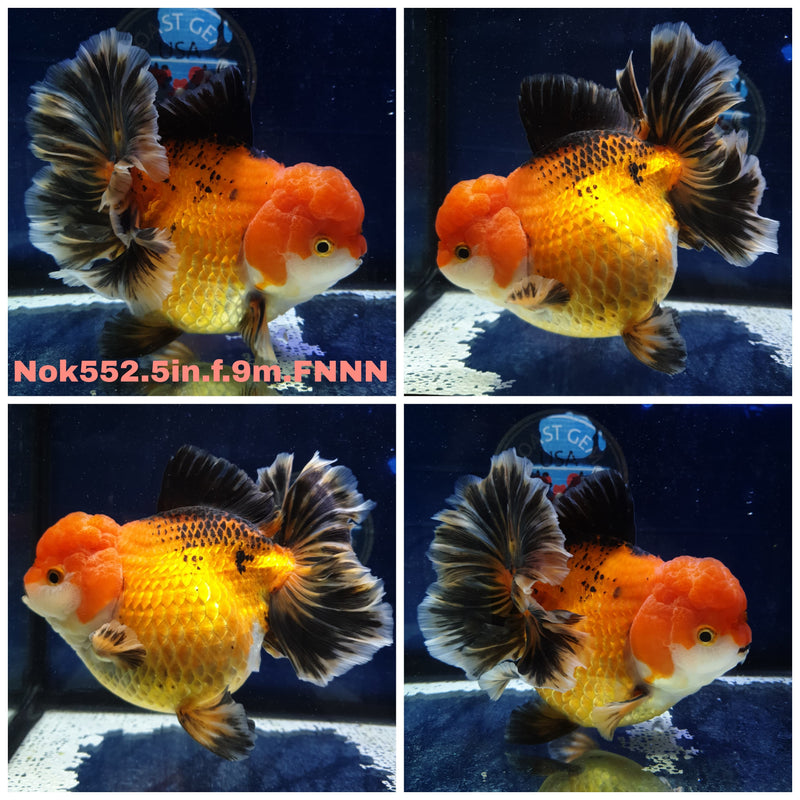 X (NOK-552) Thai Jumbo Apache Orchid Tail Oranda 5.00 inch Body Female 9 Months Age