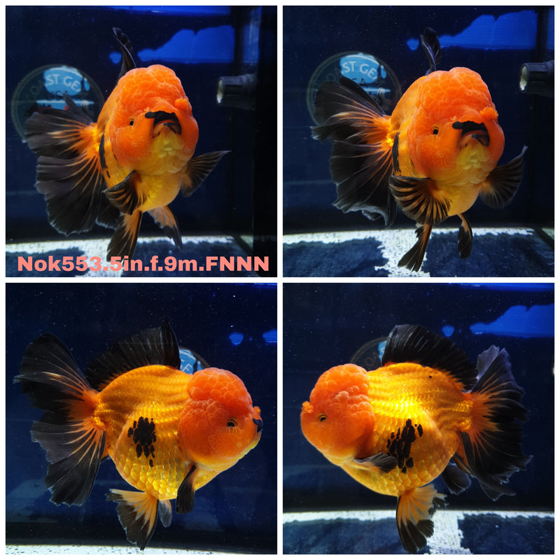 H(NOK-553) Thai Jumbo Apache Orchid Tail Oranda 5.00 inch Body Female 9 Months Age