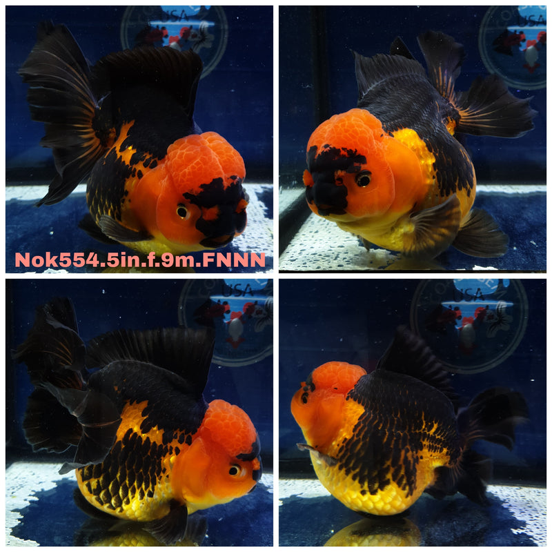 H(NOK-554) Thai Jumbo Apache Orchid Tail Oranda 5.00 inch Body Female 9 Months Age