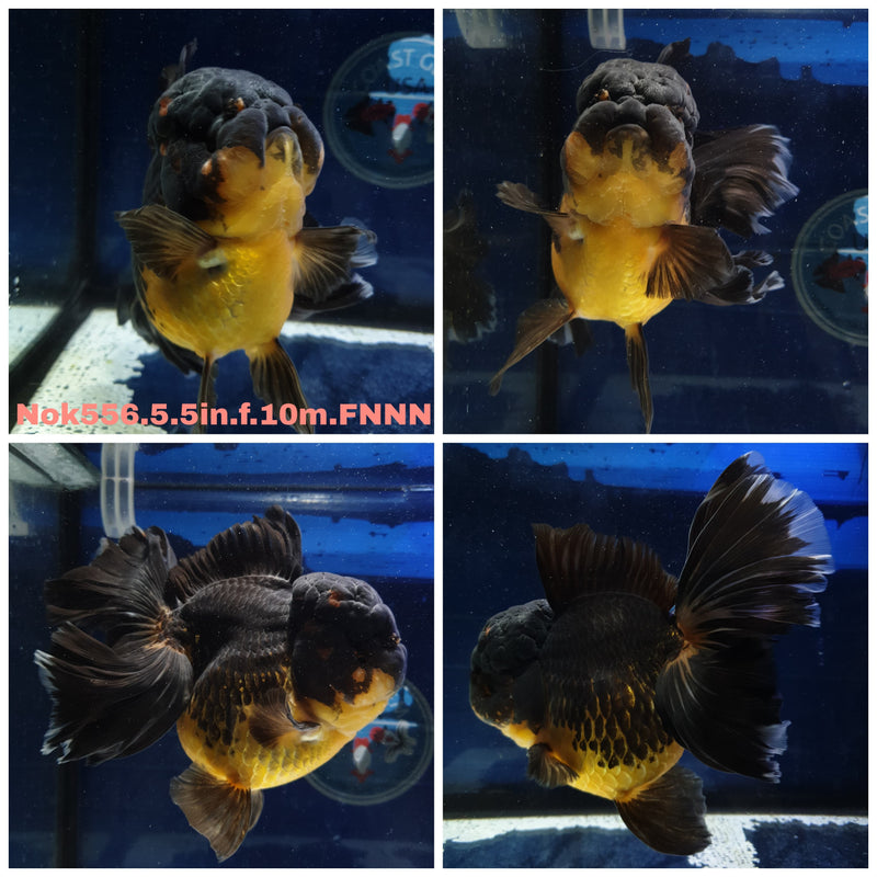 H(NOK-556) Thai Jumbo Apache Orchid Tail Oranda 5.00 inch Body Female 10 Months Age