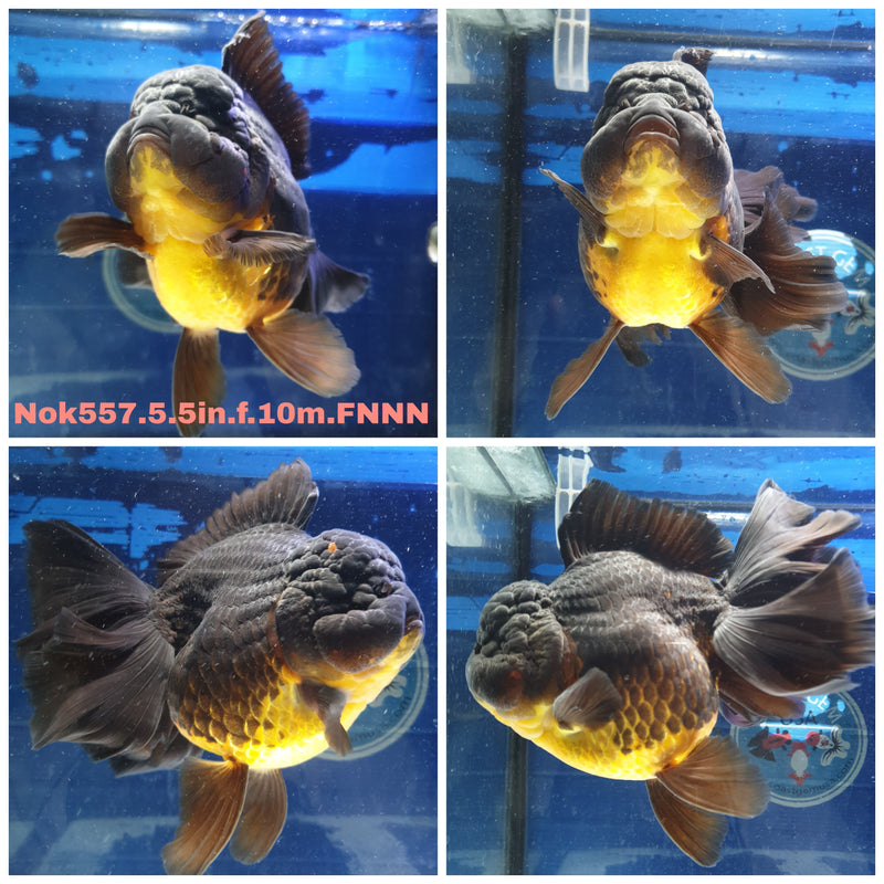 H(NOK-557) Thai Jumbo Apache Orchid Tail Oranda 5.50 inch Body Female 10 Months Age