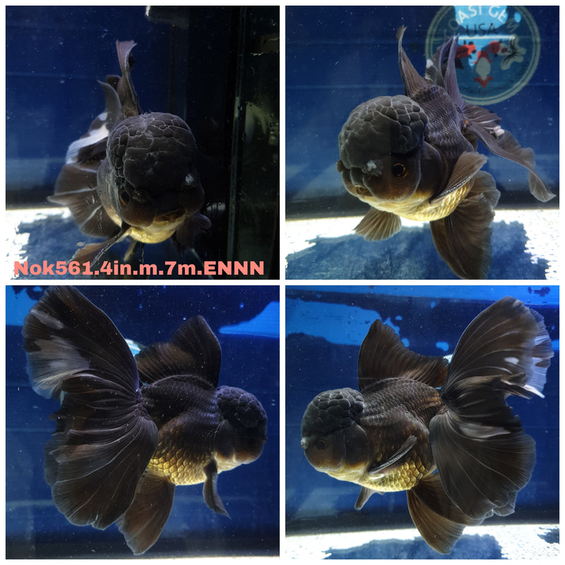 H (NOK-561) Thai Black Orchid Tail Oranda 4.00 inch Body Male 7 Months Age