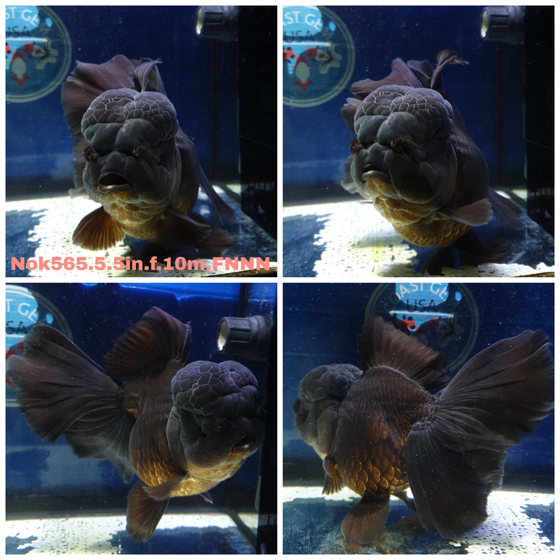 H(NOK-565) Thai Jumbo Black Orchid Tail Oranda 5.50 inch Body Female 10 Months Age