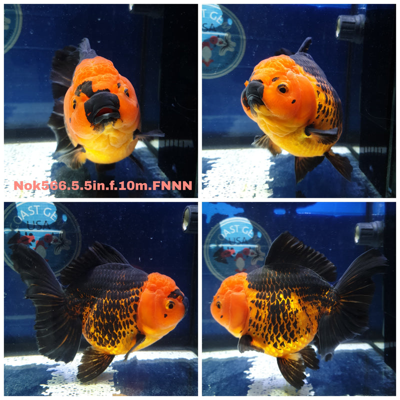 H(NOK-566) Thai Jumbo Apache Orchid Tail Oranda 5.50 inch Body Female 10 Months Age