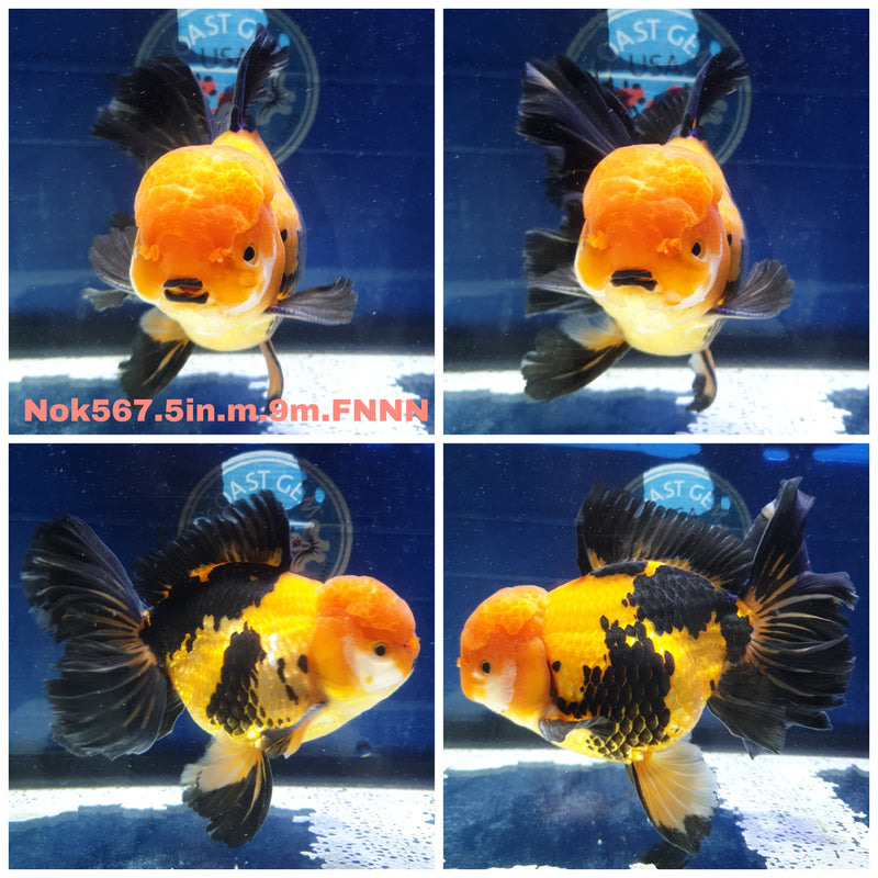 X(NOK-567) Thai Jumbo Apache Orchid Tail Oranda 5.00 inch Body Male 9 Months Age