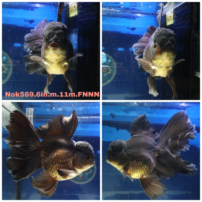 H(NOK-569) Thai Jumbo Black Orchid Tail Oranda 6.00 inch Body Male 11 Months Age