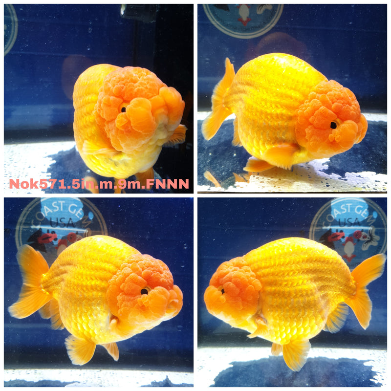 (NOK-571) Thai Jumbo Red Ranchu 5.00 inch Body Male 9 Months Age