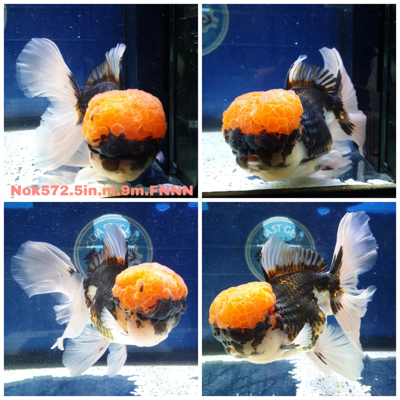 H(NOK-572) Thai Jumbo Tri Color Orchid Tail Oranda 5.00 inch Body Male 9 Months Age