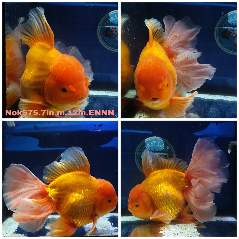 H(NOK-575) Thai Super Jumbo Red Orchid Tail Oranda 7.00 inch Body Male 12 Months Age