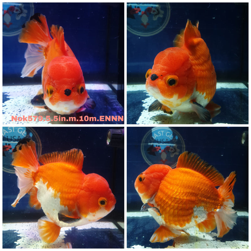 X(NOK-579) Thai Jumbo Red/White Yuanbao Oranda 5.00 inch Body Male 10 Months Age