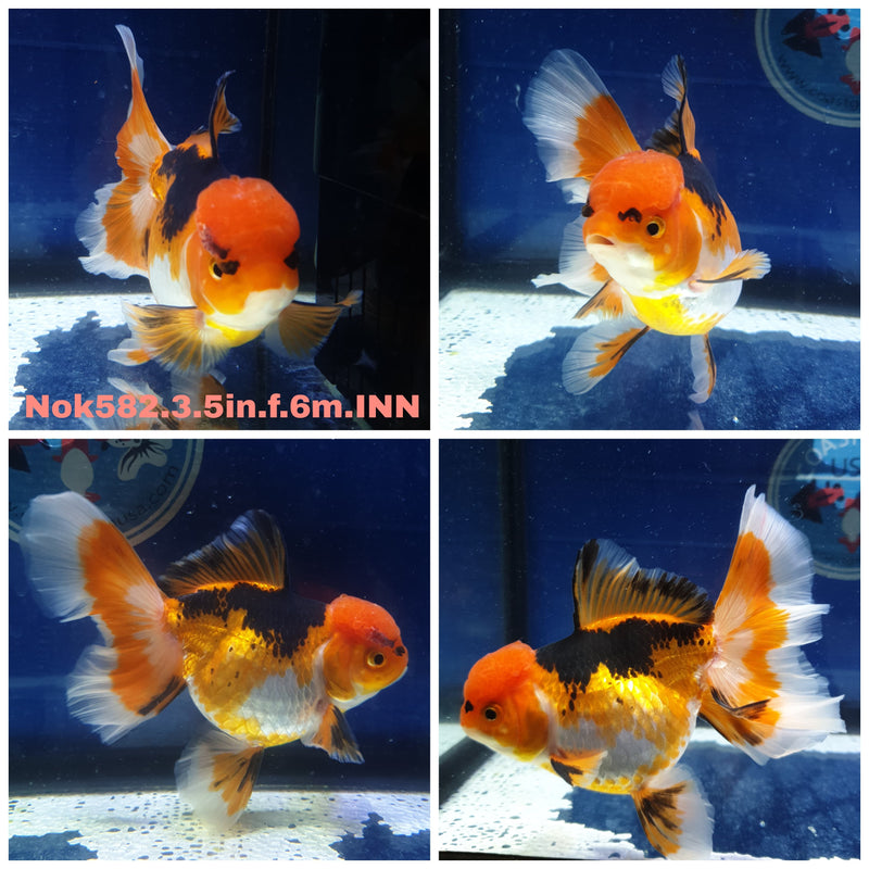 H(NOK-582) Thai Tri Color Orchid Tail Oranda 3.50 inch Body Female 6 Months Age