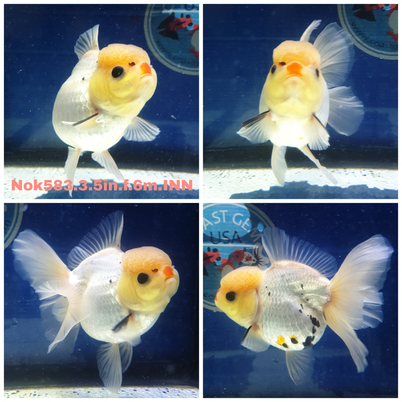 H(NOK-583) Thai Lemon Head Panda Orchid Tail Oranda 3.50 inch Body Female 6 Months Age