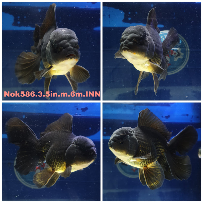 H(NOK-586) Thai Black Orchid Tail Oranda 3.50 inch Body Male 6 Months Age