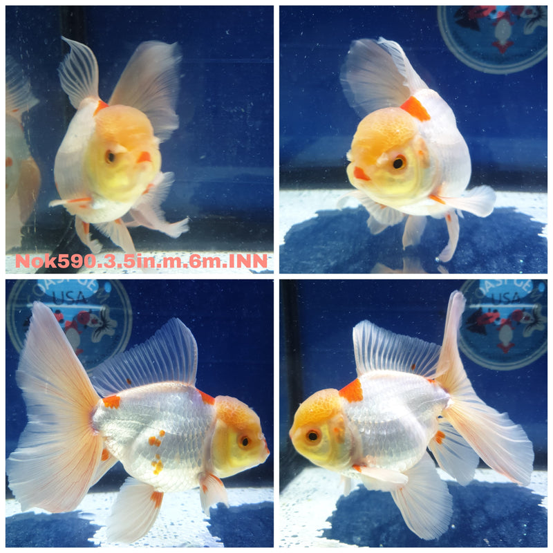H(NOK-590) Thai Lemon Head Red/White Orchid Tail Oranda 3.50 inch Body Male 6 Months Age
