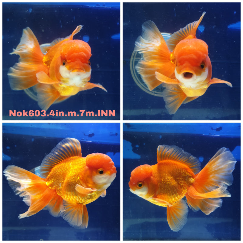 H(NOK-603) Thai Red/White Orchid Tail Oranda 4.00 inch Body Male 7 Months Age