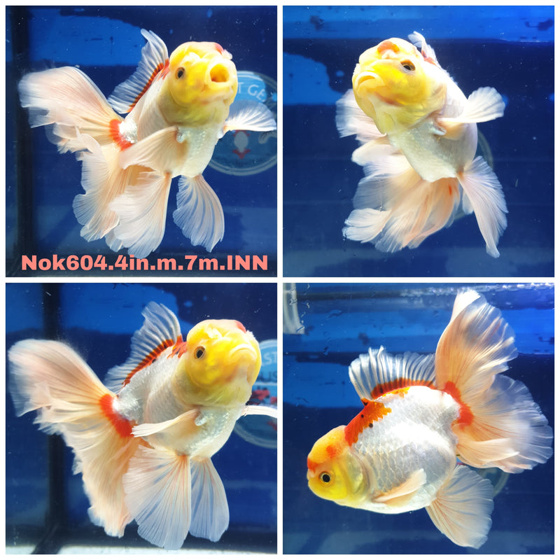 H(NOK-604) Thai Red/White Orchid Tail Oranda 4.00 inch Body Male 7 Months Age