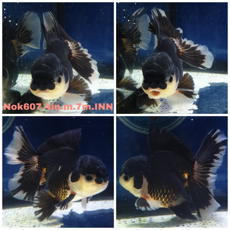 H(NOK-607) Thai Panda Orchid Tail Oranda 4.00 inch Body Male 7 Months Age