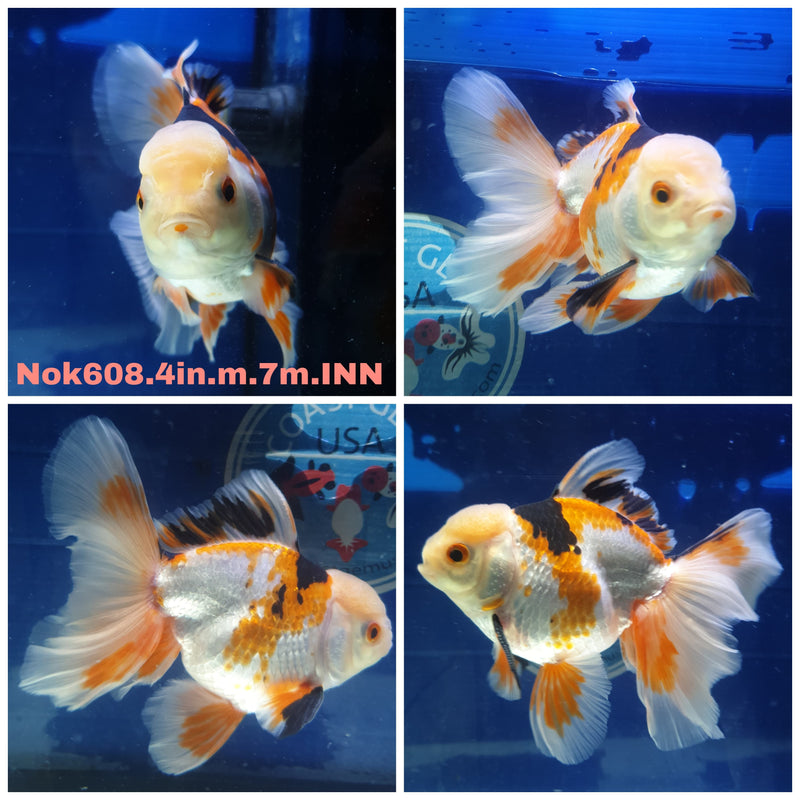 H(NOK-608) Thai Tri Color Orchid Tail Oranda 4.00 inch Body Male 7 Months Age