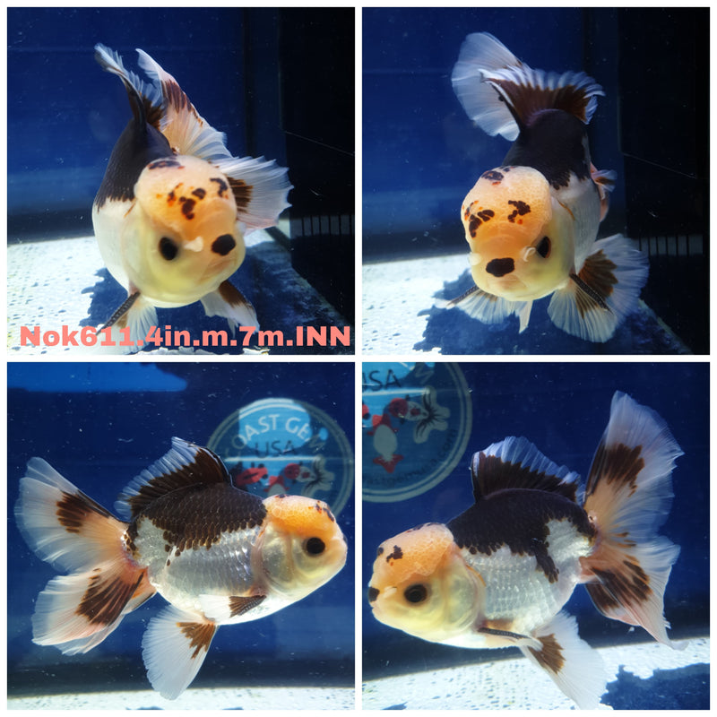 H (NOK-611) Thai Panda Orchid Tail Oranda 4.00 inch Body Male 7 Months Age
