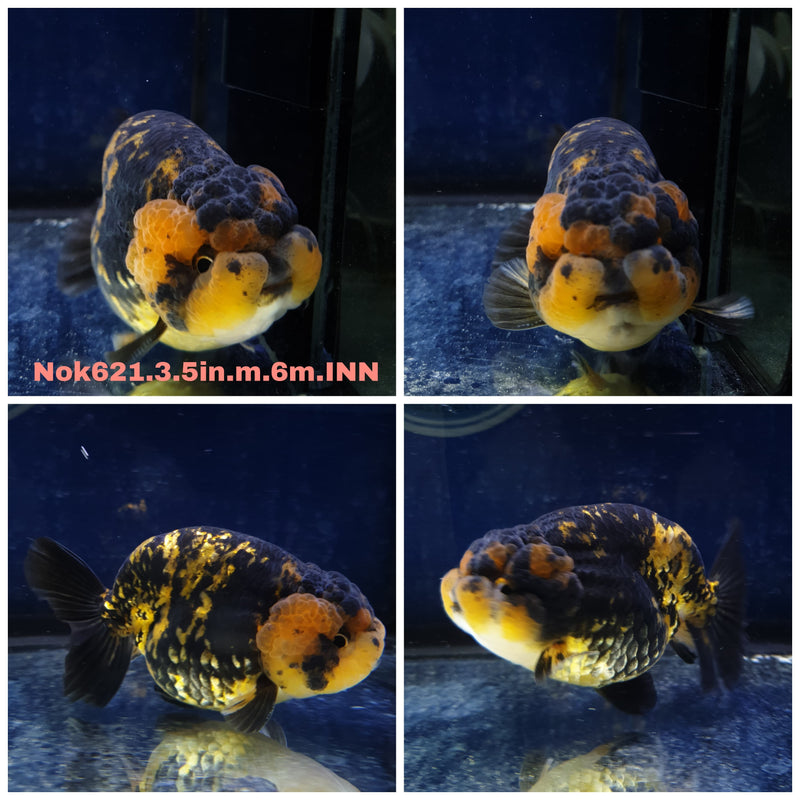 H(NOK-621) Thai Tiger Calico Ranchu 3.50 inch Body Male 6 Months Age