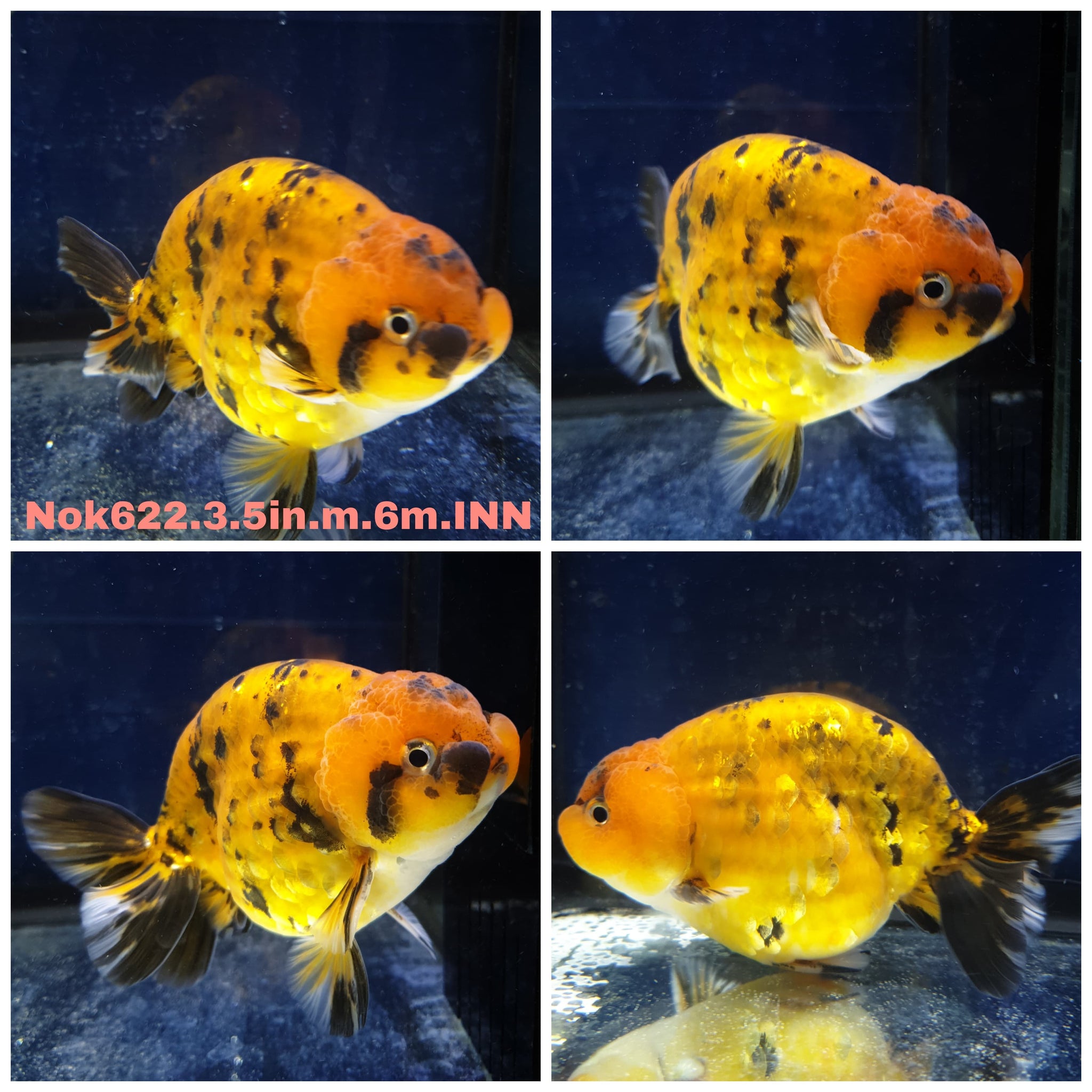 Thai High Quality Ranchu and Lionchu Goldfish for Sale — Coast Gem USA