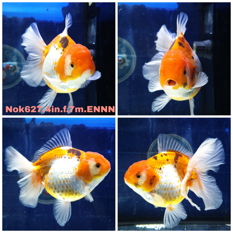 H(NOK-627) Thai Red/White Orchid Tail Oranda 4.00 inch Body Female 7 Months Age
