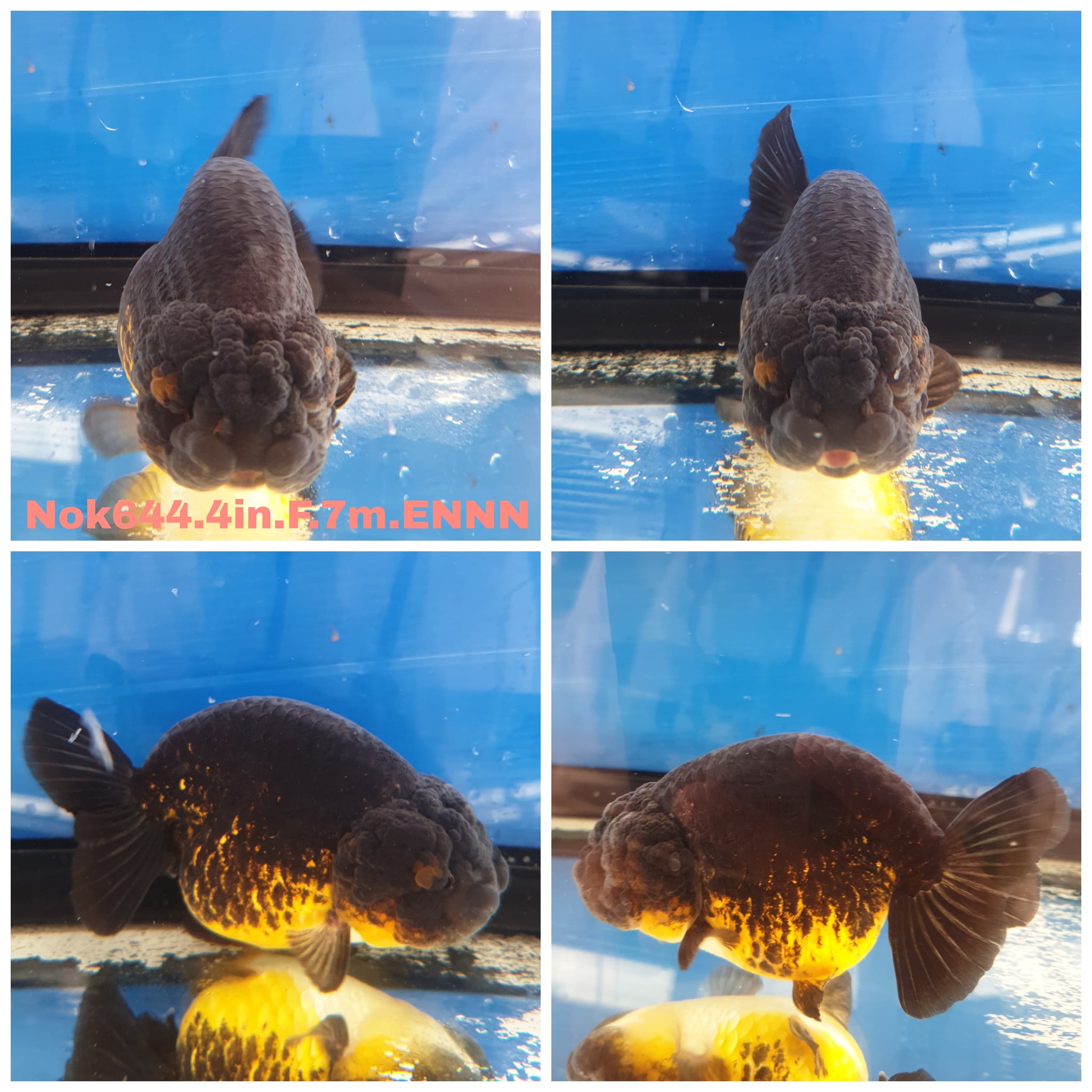 Thai High Quality Ranchu and Lionchu Goldfish for Sale — Coast Gem USA