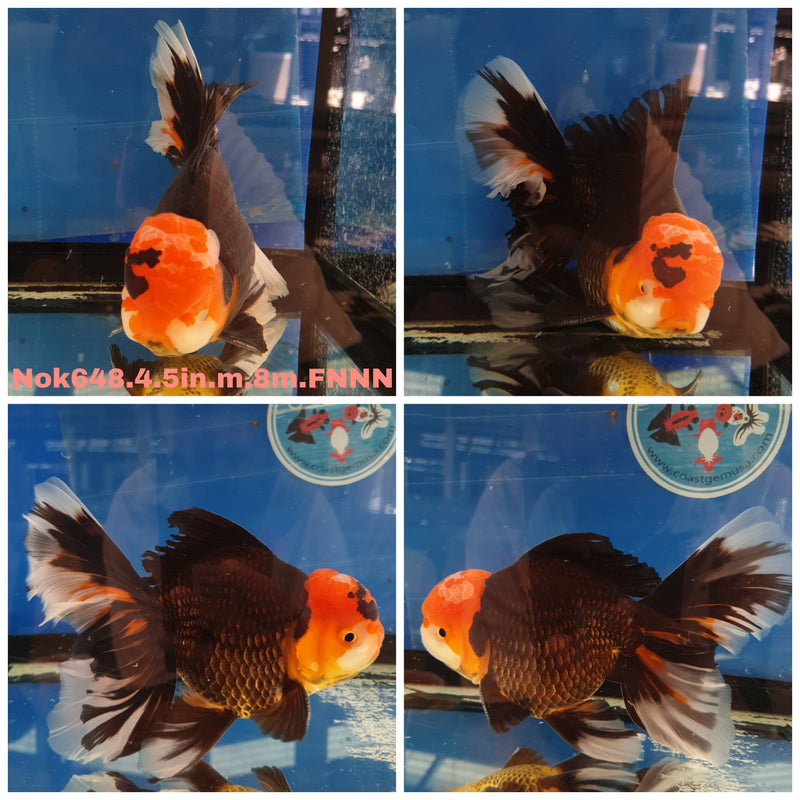 H(NOK-648) Thai Jumbo Black Red Cap Orchid Tail Oranda 4.50 inch Body Male 8 Months Age
