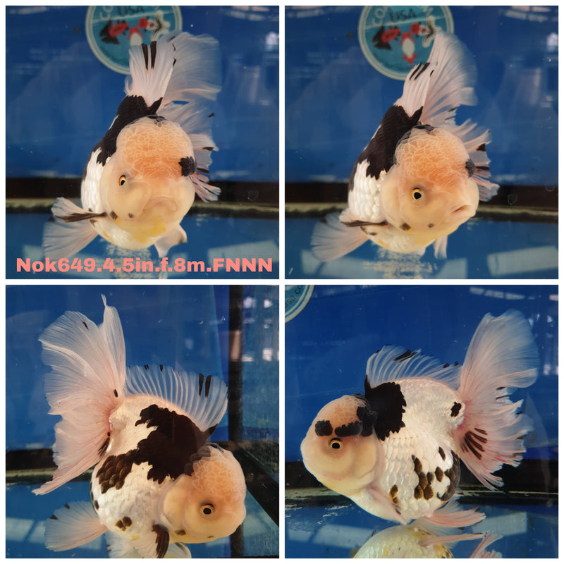 H(NOK-649) Thai Jumbo Panda Orchid Tail Oranda 4.50 inch Body Female 8 Months Age