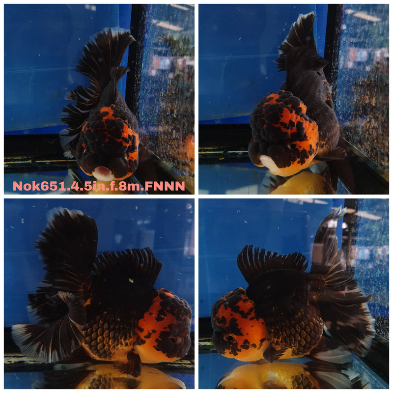H(NOK-651) Thai Jumbo Black Red Cap Orchid Tail Oranda 4.50 inch Body Female 8 Months Age