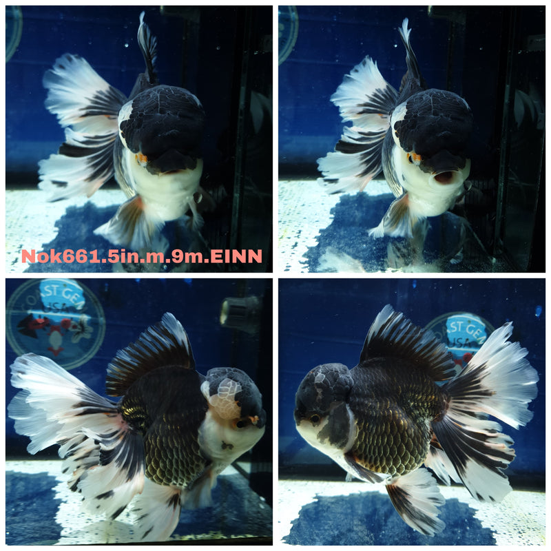 H (NOK-661) Thai Jumbo Panda Orchid Tail Oranda 5.00 inch Body Male 9 Months Age