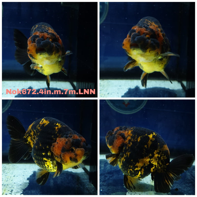 H (NOK-672) Thai Special Color Tiger Ranchu 4.00 inch Body Male 7 Months Age